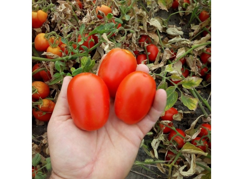 Семена томата Бостон F1 (1000 семян), Libra Seeds (Erste Zaden) Семена томата Бостон F1 (1000 семян), Libra Seeds (Erste Zaden)